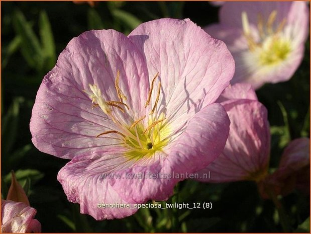 Oenothera speciosa 'Twilight' | Teunisbloem