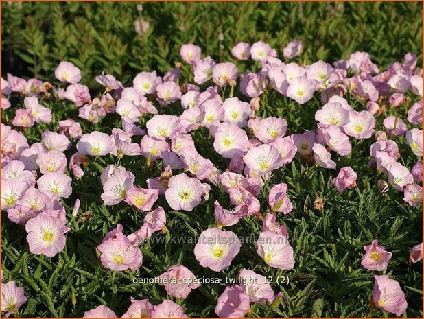 Oenothera speciosa 'Twilight' | Teunisbloem