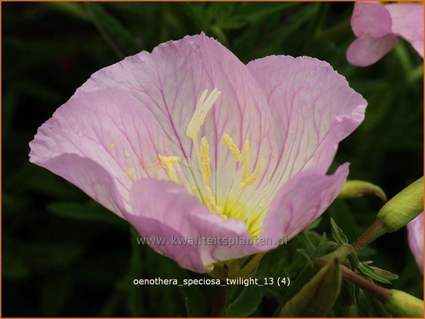 Oenothera speciosa 'Twilight' | Teunisbloem