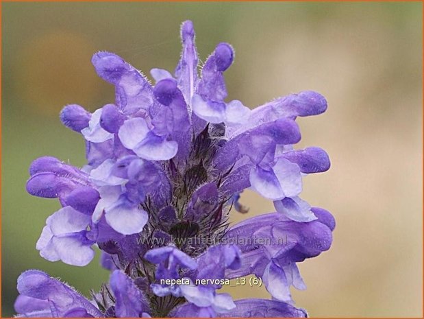 Nepeta nervosa | Kattekruid, Kattenkruid