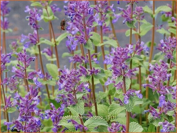 Nepeta racemosa 'Grog' | Kattenkruid