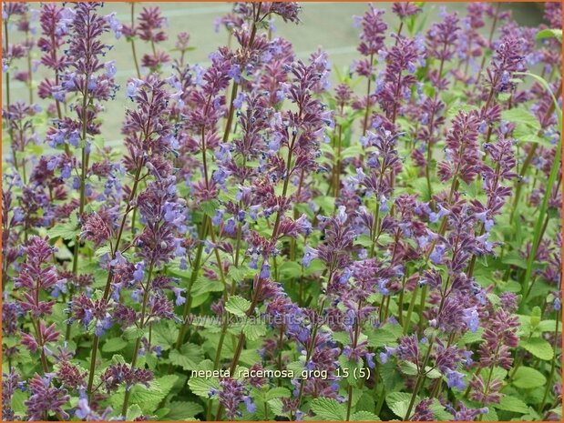 Nepeta racemosa 'Grog' | Kattenkruid