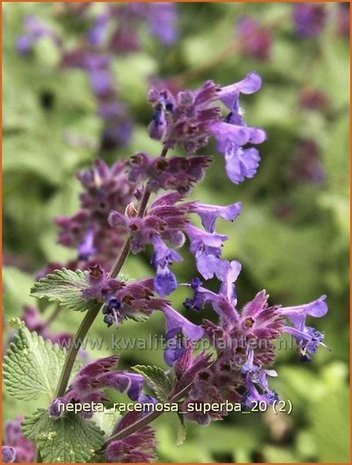 Nepeta racemosa 'Superba' | Kattekruid, Kattenkruid