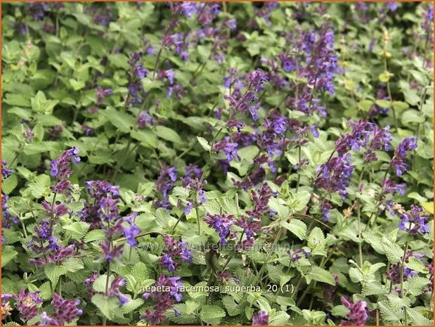 Nepeta racemosa 'Superba' | Kattekruid, Kattenkruid