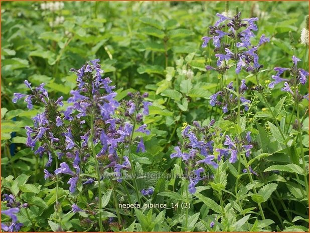 Nepeta sibirica | Kattekruid, Kattenkruid