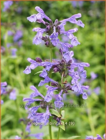 Nepeta sibirica | Kattekruid, Kattenkruid