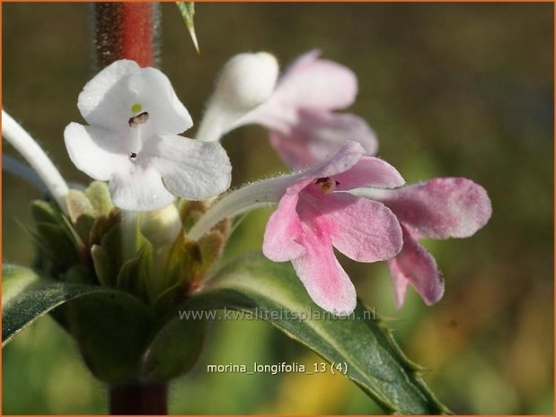 Morina longifolia | Kransbloem