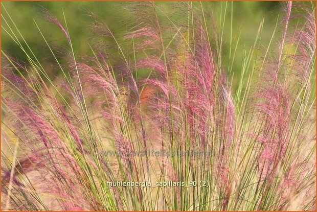 Muhlenbergia capillaris