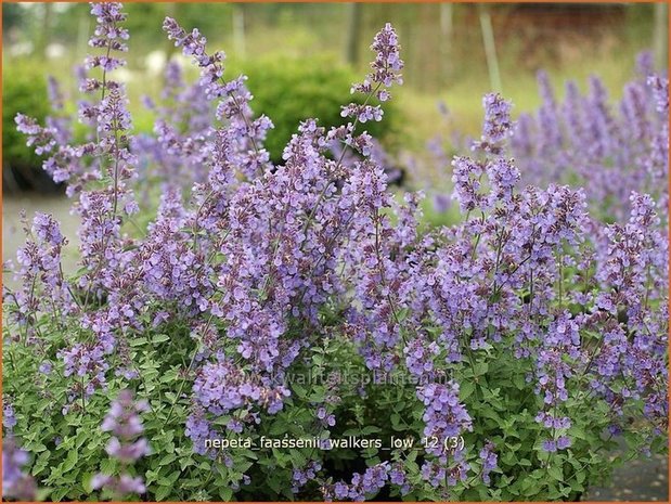 Nepeta faassenii 'Walker's Low' | Kattekruid, Kattenkruid