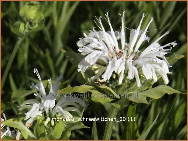 Monarda 'Schneewittchen' | Bergamotplant