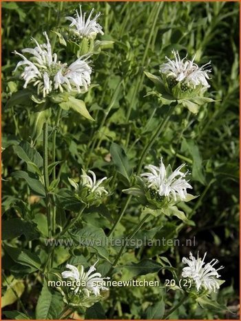 Monarda 'Schneewittchen' | Bergamotplant