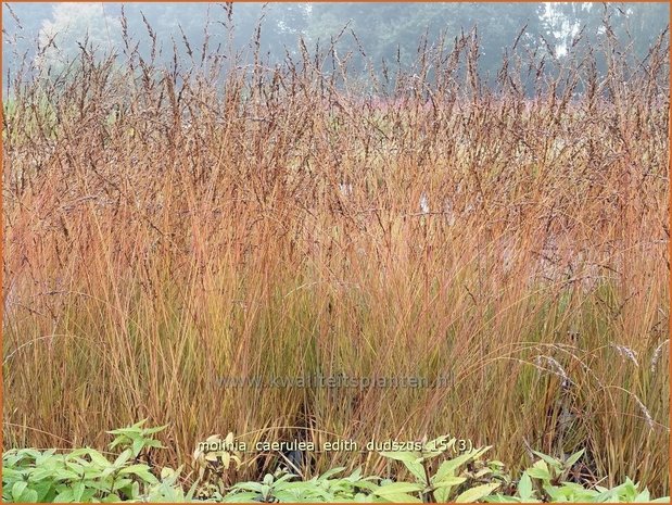 Molinia caerulea 'Edith Dudszus' | Pijpenstrootje | Kleines Pfeifengras | Purple Moorgrass