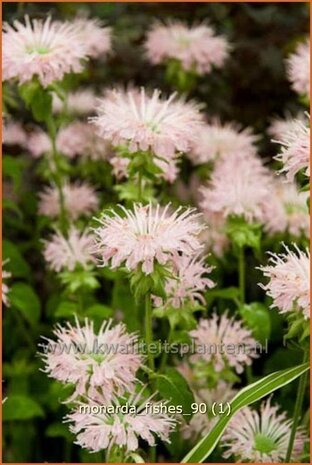 Monarda 'Fishes' | Bergamotplant