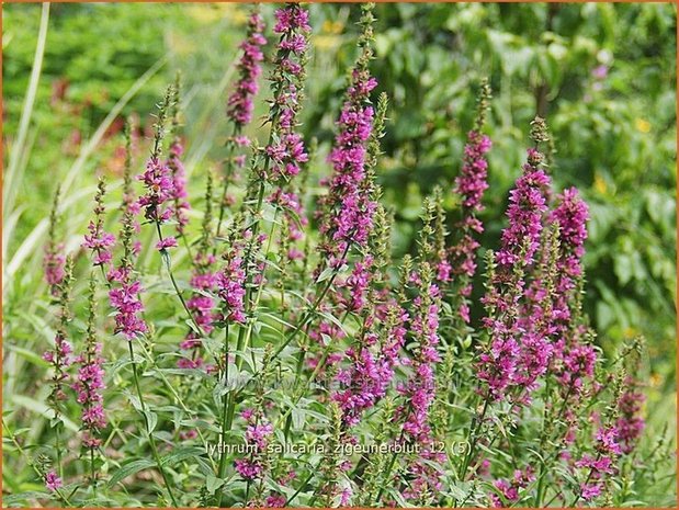 Lythrum salicaria 'Zigeunerblut' | Kattestaart