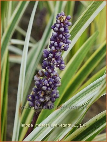 Liriope muscari 'Variegata' | Leliegras