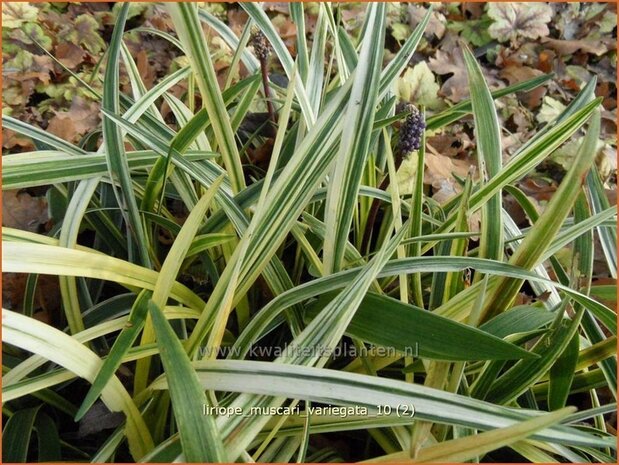 Liriope muscari 'Variegata' | Leliegras