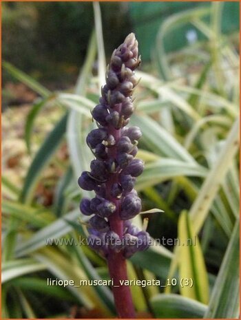 Liriope muscari 'Variegata' | Leliegras