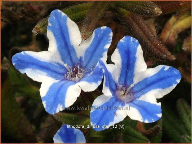 Lithodora diffusa 'Star' | Parelzaad, Steenzaad