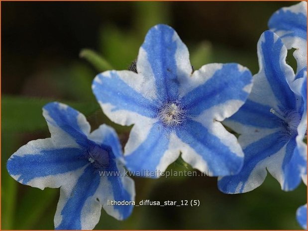 Lithodora diffusa 'Star' | Parelzaad, Steenzaad