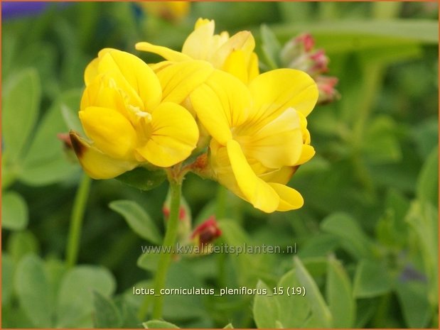 Lotus corniculatus 'Pleniflorus' | Rolklaver