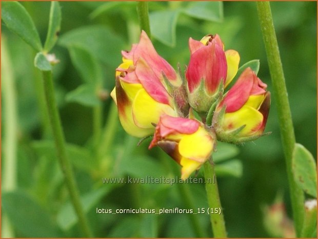 Lotus corniculatus 'Pleniflorus' | Rolklaver