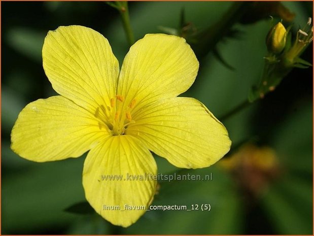 Linum flavum 'Compactum' | Geel vlas