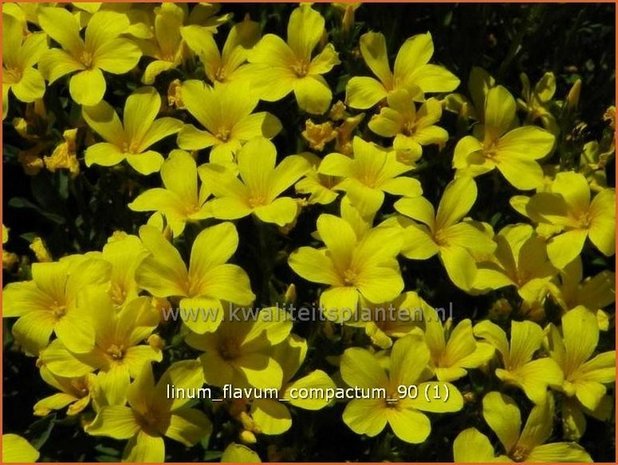 Linum flavum 'Compactum' | Geel vlas