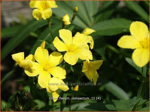 Linum flavum 'Compactum' | Geel vlas