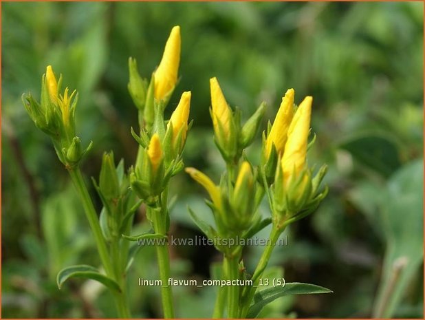 Linum flavum 'Compactum' | Geel vlas