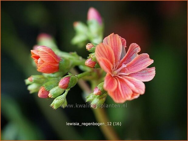 Lewisia 'Regenbogen' | Bitterkruid