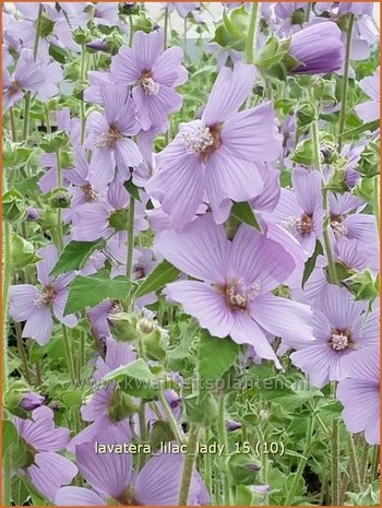 Lavatera &#39;Lilac Lady&#39; | Struikmalva | Buschmalve