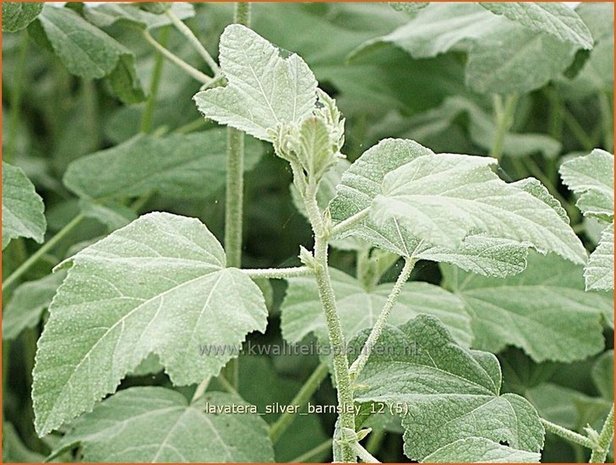 Lavatera 'Silver Barnsley' | Malva, Struikmalva