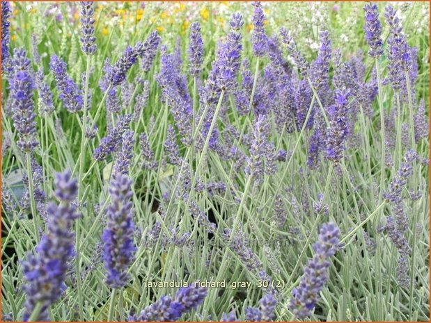 Lavandula 'Richard Gray' | Lavendel