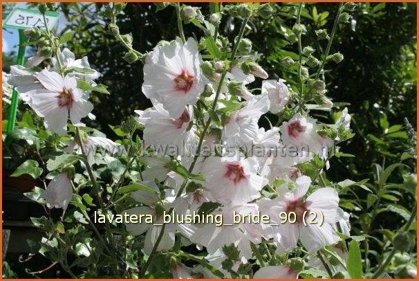 Lavatera 'Blushing Bride' | Malva, Struikmalva