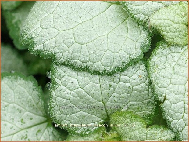 Lamium maculatum 'Beacon Silver' | Dovenetel