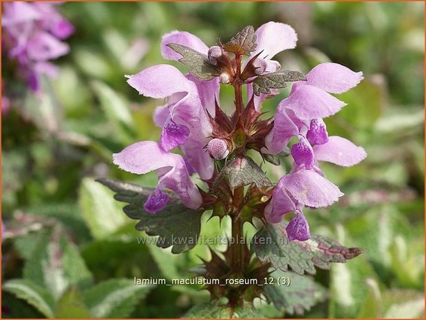 Lamium maculatum 'Roseum' | Dovenetel