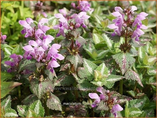 Lamium maculatum 'Roseum' | Dovenetel