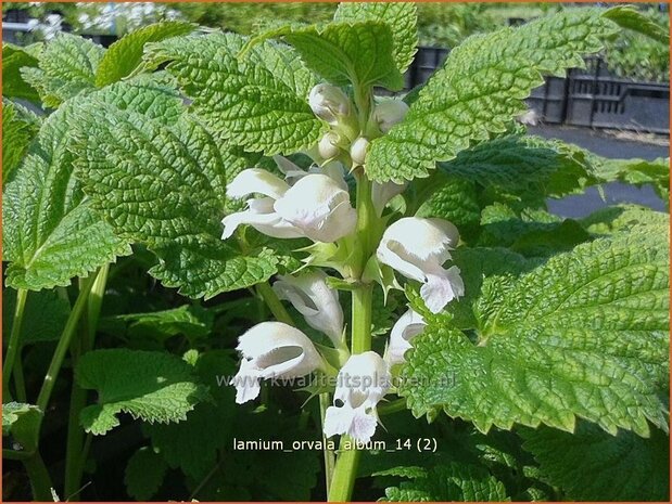 Lamium orvala 'Album' | Dovenetel