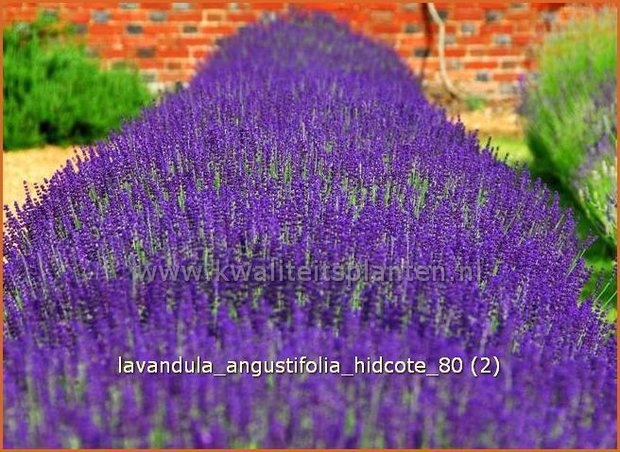 Lavandula angustifolia &#39;Hidcote&#39; | Echte lavendel, Gewone lavendel, Lavendel | Echter Lavendel