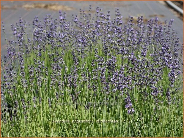 Lavandula angustifolia 'Middachten' | Lavendel