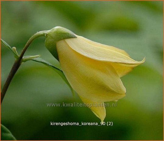 Kirengeshoma koreana | Japanse wasbloem, Koreaanse wasbloem