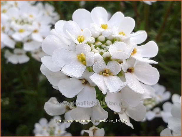 Iberis sempervirens 'Snowflake' | Scheefbloem, Scheefkelk