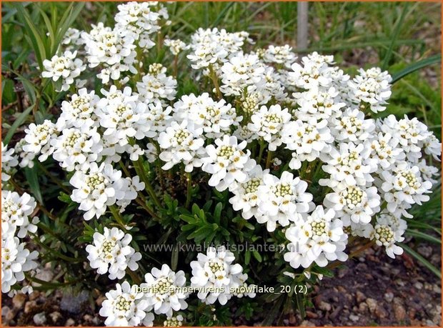 Iberis sempervirens 'Snowflake' | Scheefbloem, Scheefkelk