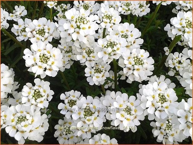 Iberis sempervirens 'Snowflake' | Scheefbloem, Scheefkelk