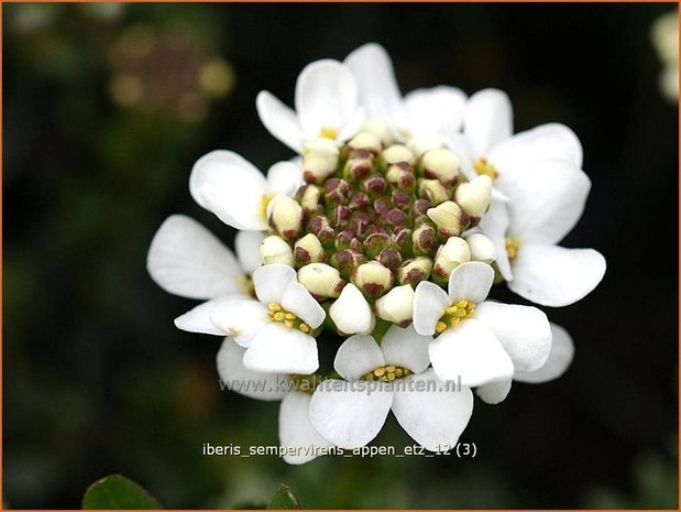 Iberis sempervirens 'Appen-Etz' | Scheefbloem, Scheefkelk