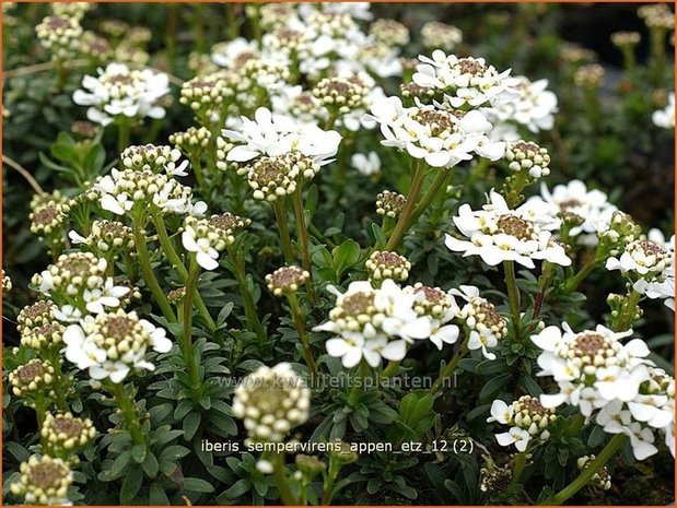 Iberis sempervirens 'Appen-Etz' | Scheefbloem, Scheefkelk