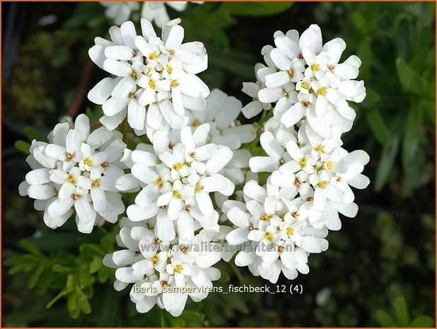 Iberis sempervirens 'Fischbeck' | Scheefbloem, Scheefkelk