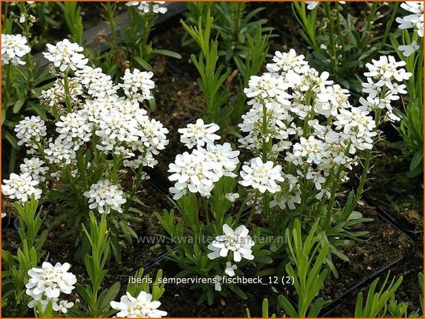 Iberis sempervirens 'Fischbeck' | Scheefbloem, Scheefkelk