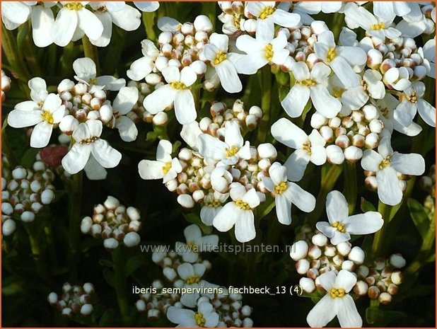 Iberis sempervirens 'Fischbeck' | Scheefbloem, Scheefkelk