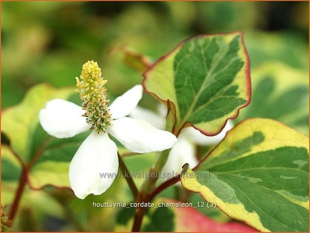 Houttuynia cordata 'Chameleon' | Moerasanemoon, Dokudami